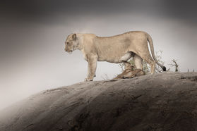 Lioness and cub look at their view from a rock in the Central Serengeti National Park as a dark storm comes in behind.
