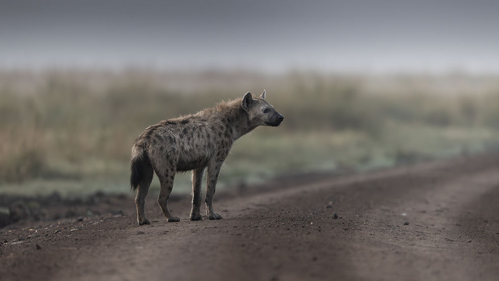 A spotted hyena stands on the dirt road in font of a cloud of early morning mist here in the Ngorongoro Crater.