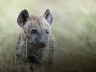Spotted hyenas feeding together on safari in East Africa, showing natural social behaviour within a clan.