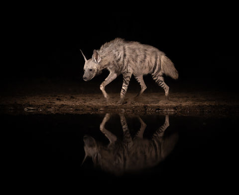 Striped Hyena walking up to a photographic hide waterhole at night.