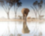 A large african elephant making his way to a photographic safari hide waterhole here in Samburu, duringa photographic safari with Jaren A Fernley