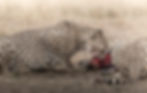 Two Cheetahs feed on a newly killed young wildebeest during the great migration of wildebeests in the Masai Mara.