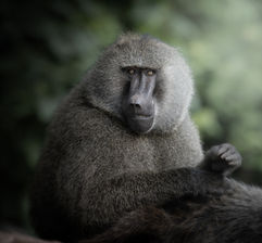 A dark and personal close up of an olive baboon face, showing off his intense eyes located here in Kibale National Park, Uganda - Mark Fernley Wildlife.