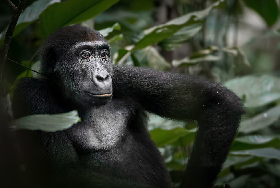 Western lowland gorilla in rainforest during a Republic of the Congo photo safari