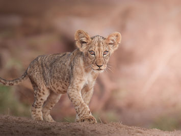 A lion cub takes its very first steps, showing a soft brown background, taken during a Samburu Photo Tour with Jaren A Fernley