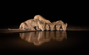 A bride of lions come to drink at night at a waterhole and photographed by safari wildlife photographer Mark A Fernley.