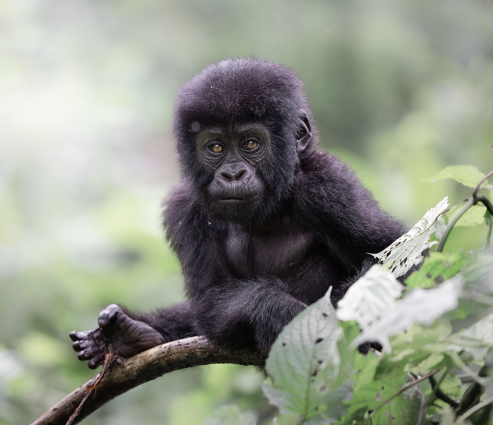 Baby Mountain Gorilla - Untamed Photo Safaris
