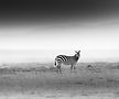 Zebra landscape - Black and White African Wildlife Photography - Mark Fernley Wildlife