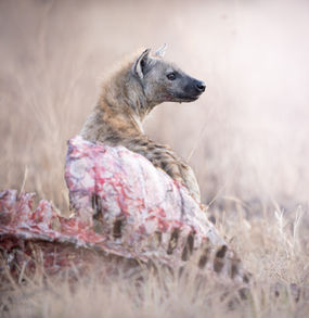A potted hyena stands next to a buffalo carcass here in the Masai Mara National Reserve