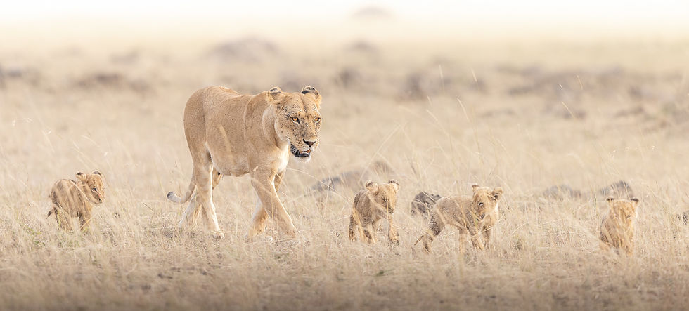 A mother lioness walks the Masai Mara grasslands with her lion cubs - Mark Fernley Willdlife