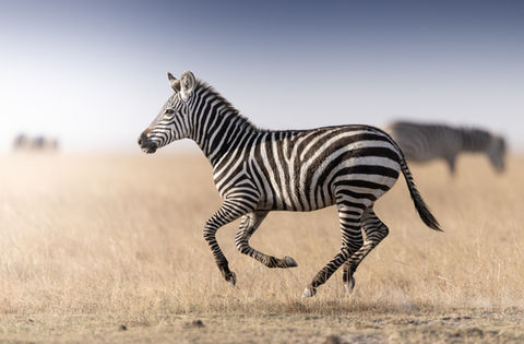 Charging zebra racing though the flat lands of Amboseli National Park during a wildlife photography tour in Kenya with Untamed Photo Safaris 