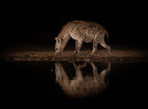 A spotted hyena walks past a night hide waterhole showing off its reflection in the water.