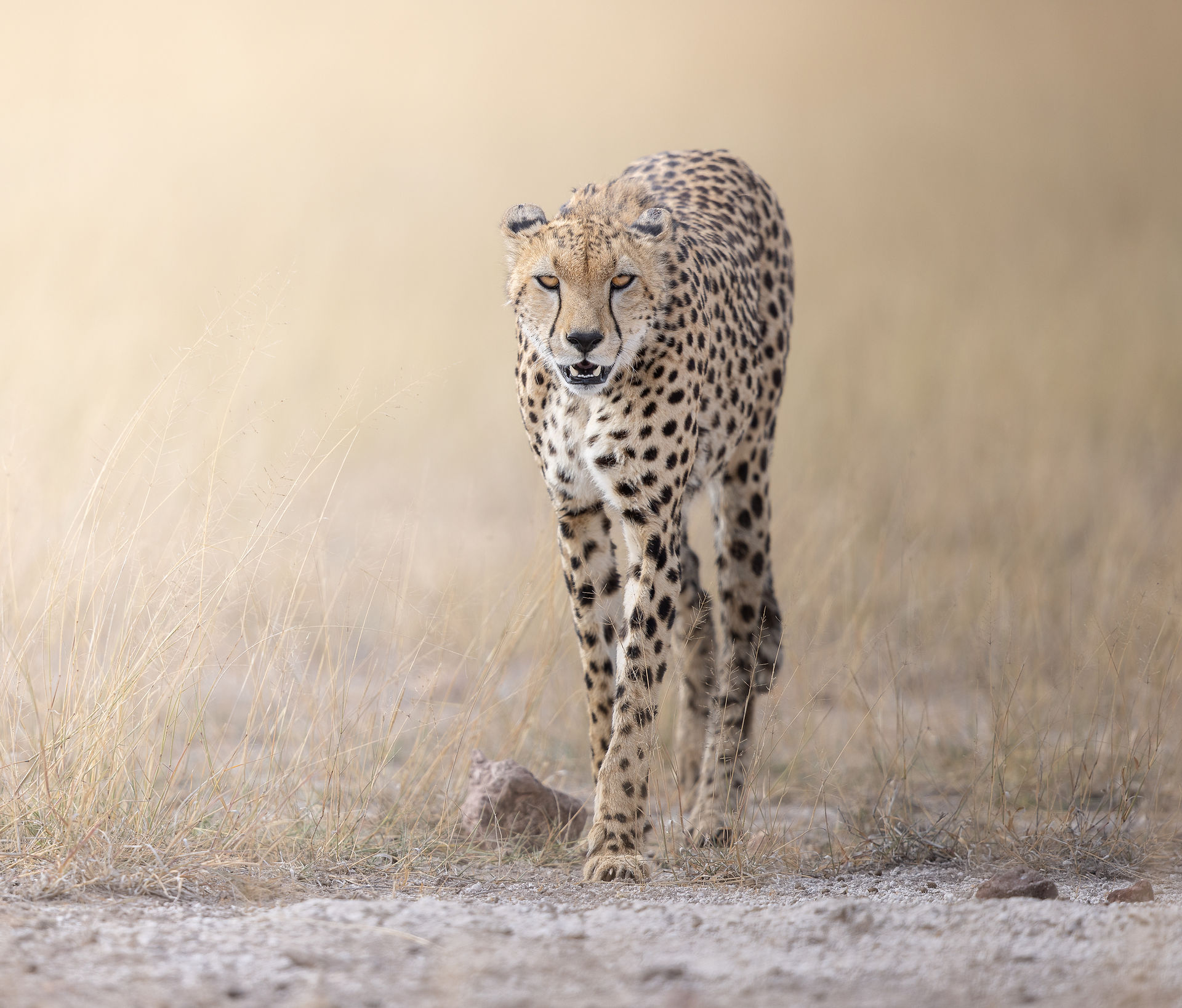 Cheetah photographed walking the golden plains in Amboseli during a photo safari tour.