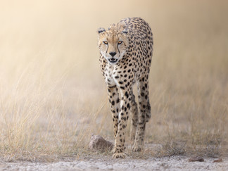 Cheetah photographed walking the golden plains in Amboseli during a photo safari tour.