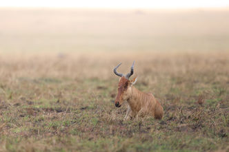 A heartbeats sits in the short grass of the Serengeti national park, here in Tanzania.
