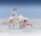 A small group of flamingos group together in the water of Ngorongoro Crater, during a photo tour with jaren a fernley.
