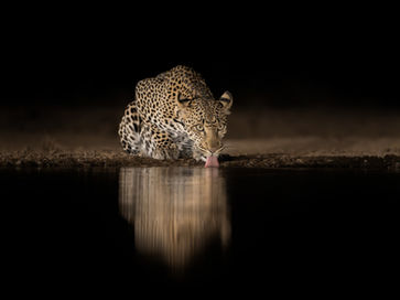African leopard crouching down at a waterhole at night and drinking. The mirrored reflection is captured by a photographer in a photographic safari hide with night lighting giving a black background, taken during a photo safari with Mark A Fernley