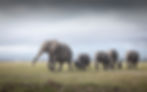 Large herd of african elephants walk along the flatlands of Amboseli during a group photo safari.
