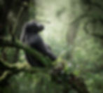 A mountain gorilla reclines peacefully on a moss-covered tree branch, gazing upward into the forest canopy. Soft light filters through the misty jungle, highlighting the gorilla’s profile and the lush vegetation surrounding it in the tranquil setting of a high-altitude rainforest.