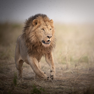 African Lion charges through the grass in the Masai Mara