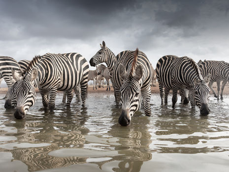 Zebras come to drink at lions bluff photo hide in the Lumo Conservancy here in Kenya, during a photographic safari.