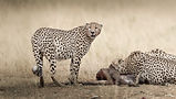 Feeding Cheeta's Photographed During a Masai Mara Photographic Tour - Untamed Photo Safari