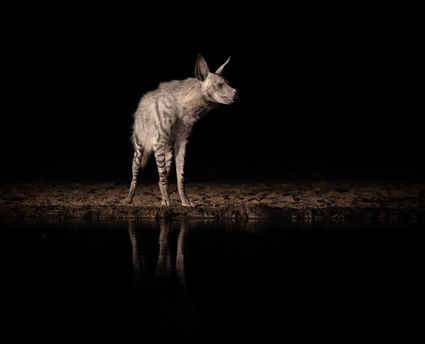 Striped Hyena stands at shompole hide waterhole at night with a mirrored water reflection.