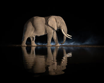 African Elephant walks past a waterhole at night with a mirrored water reflection.