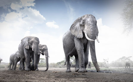 A wide angle view of a stunning herd of African Elephants as they make their way towards a shallow waterhole here in Botswana - Mark Fernley Wildlife.