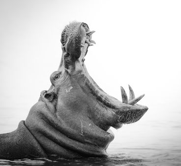 Black and white photograph of a hippo opening its mouth and showing off his teeth - Mark Fernley Wildlife