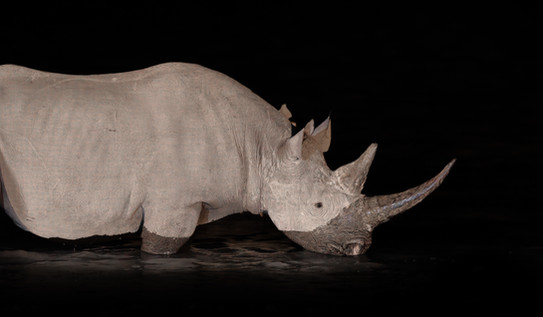 Black rhino night photography