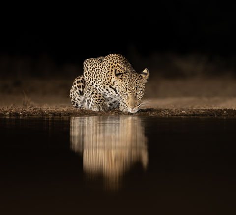 Leopard drinking at waterhole at night, intense gaze reflected in water, photographed by Mark Fernley with Untamed Photo Safaris.