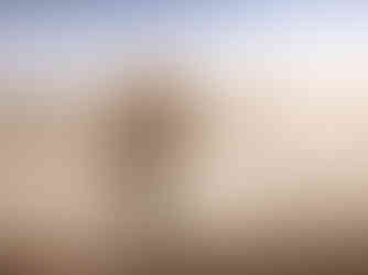Male lion walks along the road in the open plains of the serengeti