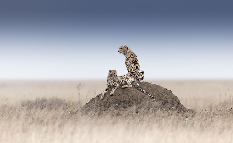 Serengeti Photo Safari - Untamed Photo Safaris