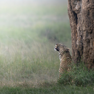 Leopard sits under a tree in the masai mara, during a photographic safari