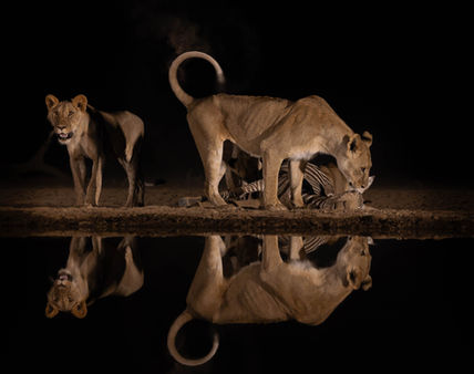 A bride of lions come to drink at night at a waterhole and photographed by safari wildlife photographer Mark A Fernley.
