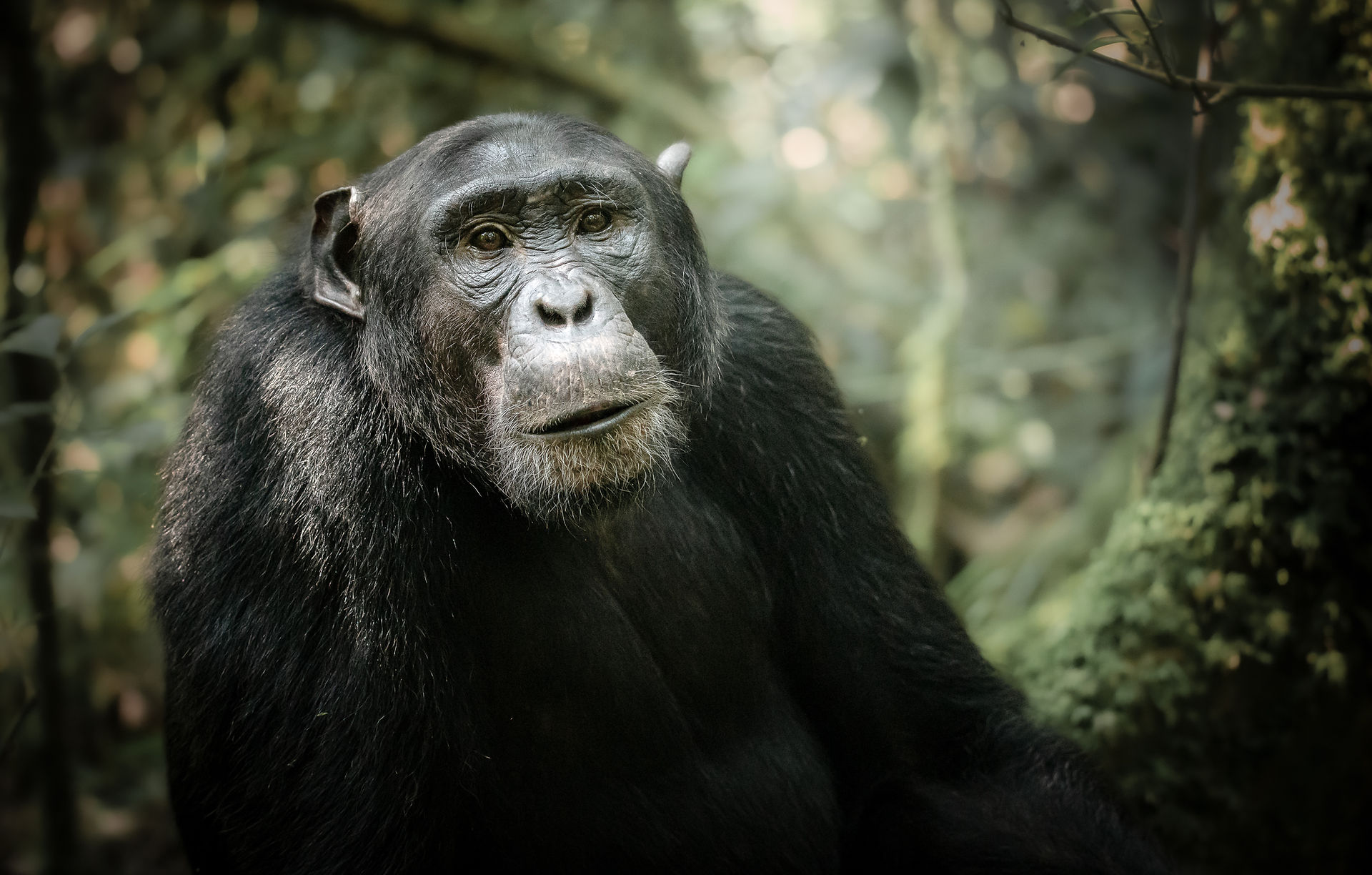 Close-up portrait of a wild chimpanzee in Kibale National Park, Uganda, with soft forest light illuminating its expressive face—captured during a professional wildlife photography expedition.