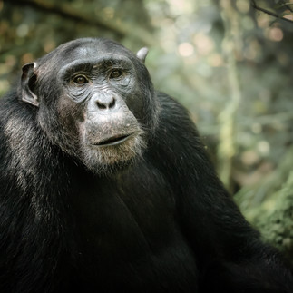 Close-up portrait of a wild chimpanzee in Kibale National Park, Uganda, with soft forest light illuminating its expressive face—captured during a professional wildlife photography expedition.