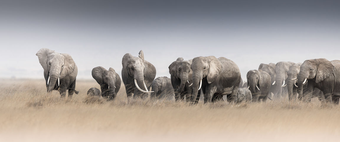 Large herd of elephants racing through the short grassy plains of Amboseli National Park, kicking up dust and creating drama, taken during a photographic safari.