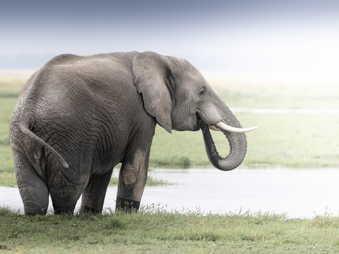 An African Elephant stands on the waters of Amboseli National Park showing a soft background and beautiful colours.