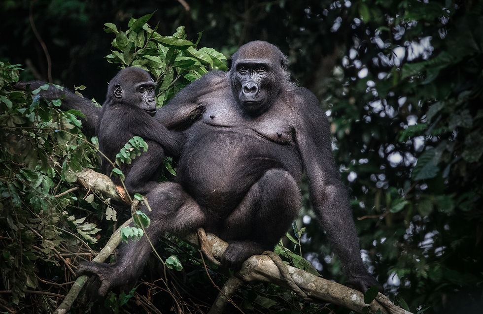 Lowland Gorillas - Untamed Photo Safaris.JPG