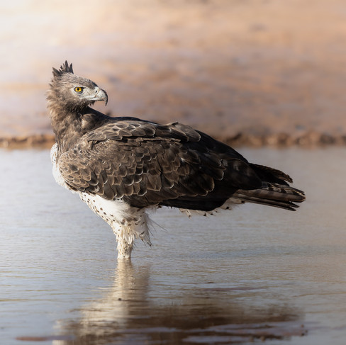 A Marshal Eagle stands in a shallow river of Samburu National Reserve, during the low sun rise as it looks back over its shoulder during a photographic safari.