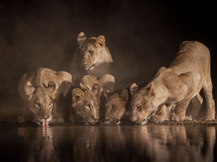 Lions drinking at a waterhole at night photographed from an underground photo hide in Kenya during wildlife photography