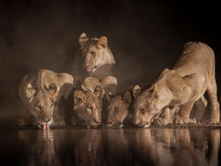 Lions drinking at a waterhole at night photographed from an underground photo hide in Kenya during wildlife photography