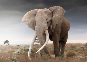 A large African Elephant known as Craig the super tusker, is photographed on foot in the private concession located just outside of Amboseli National Park here in Kenya. - Mark Fernley Wildlife. 