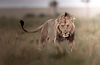 Male African Lion Portrait Wildlife Photography – Jaren A. Fernley