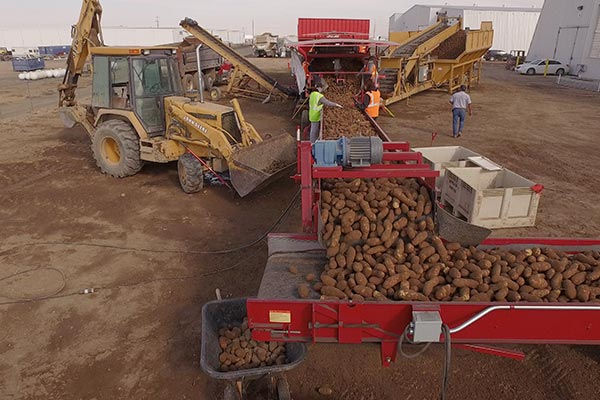 Potato Storage Train Potatoes