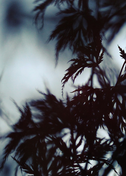 Croche-Patte -Eva Pena