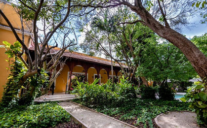 Yellow Hacienda Forest