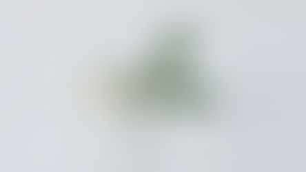 Join the Team at The White Rose: Call for Voluntary Writers!